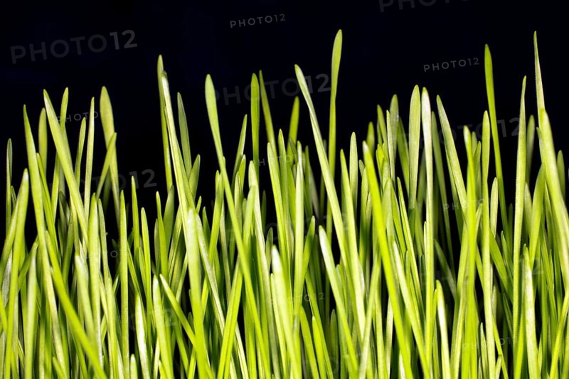 Durum