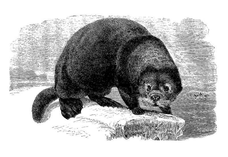 Sea otter