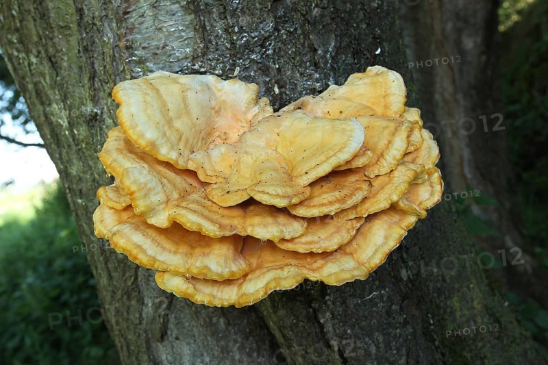 Mushroom