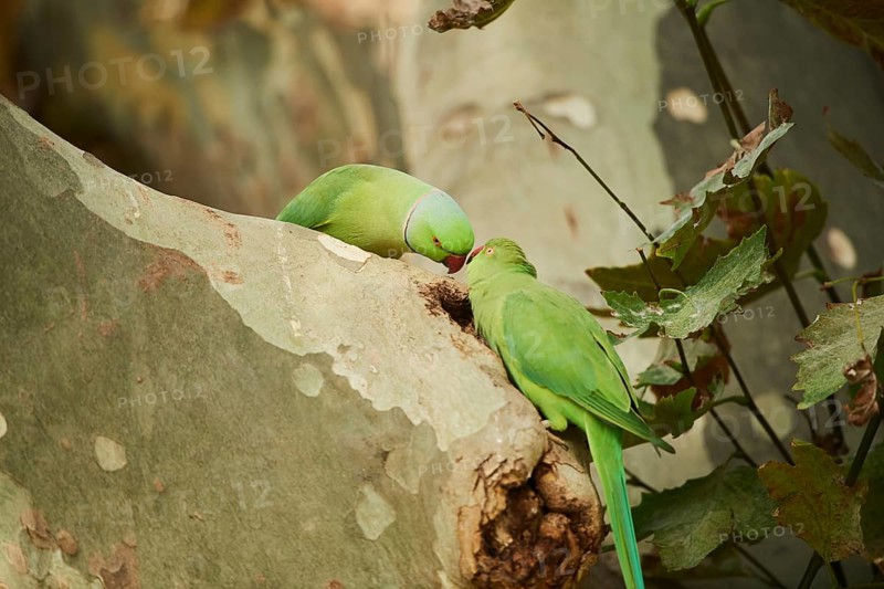 Monk parakeet
