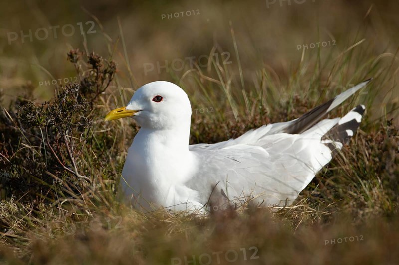 Common gull
