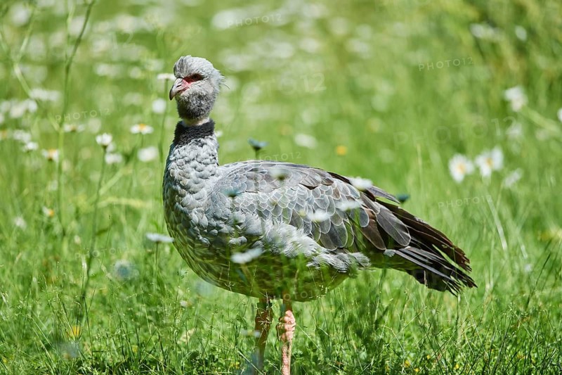 Southern screamer