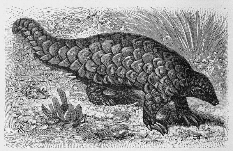 Chinese pangolin