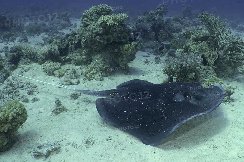 Blackspotted stingray