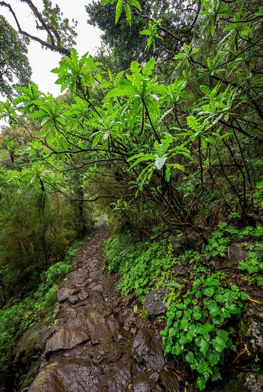 DIchter forest with giant sow thistle