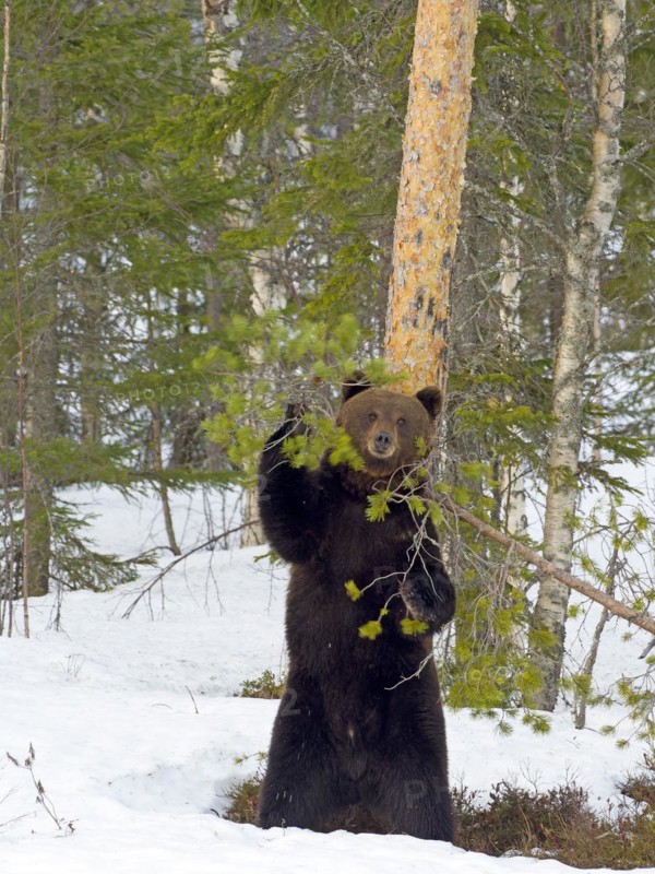 European brown bear