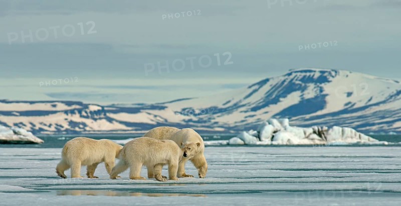 Polar bears