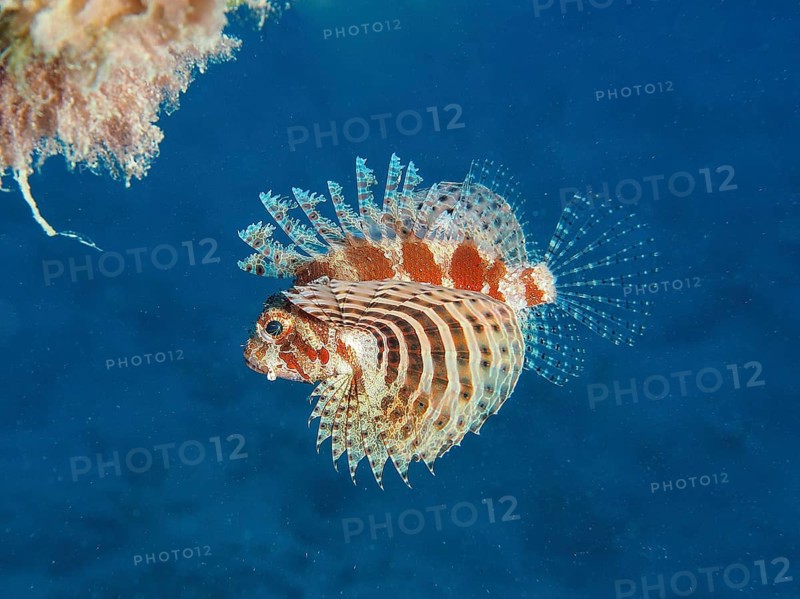 Lionfish Red Sea Dwarf Lionfish