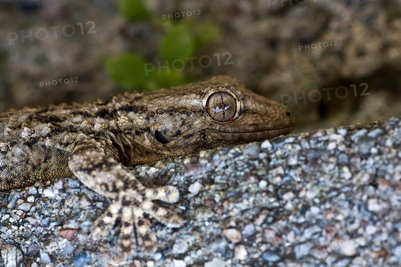 Common wall gecko