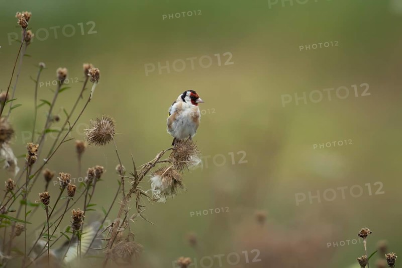 European goldfinch