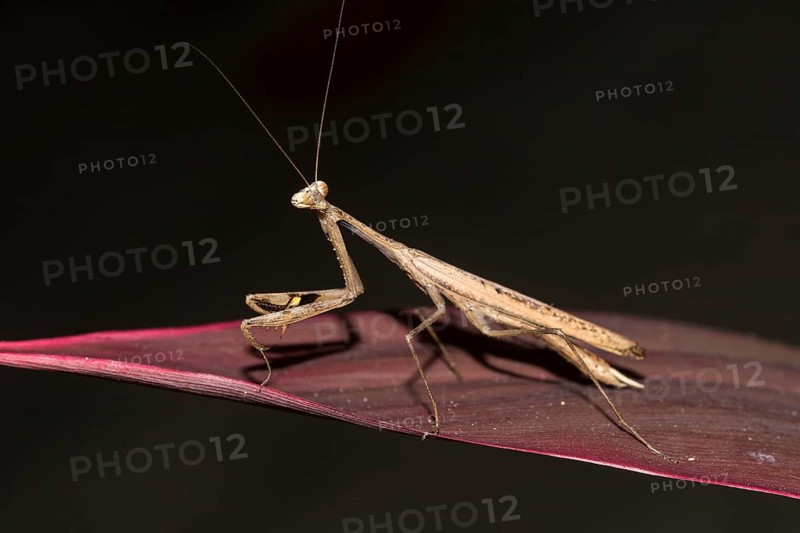Asian jumping mantis