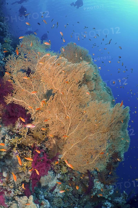 Giant sea fan