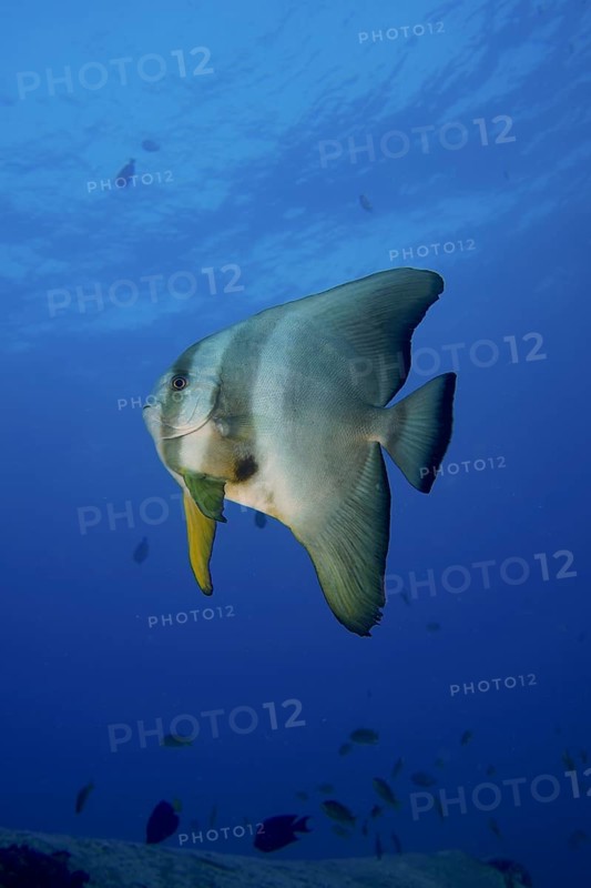 Orbicular batfish