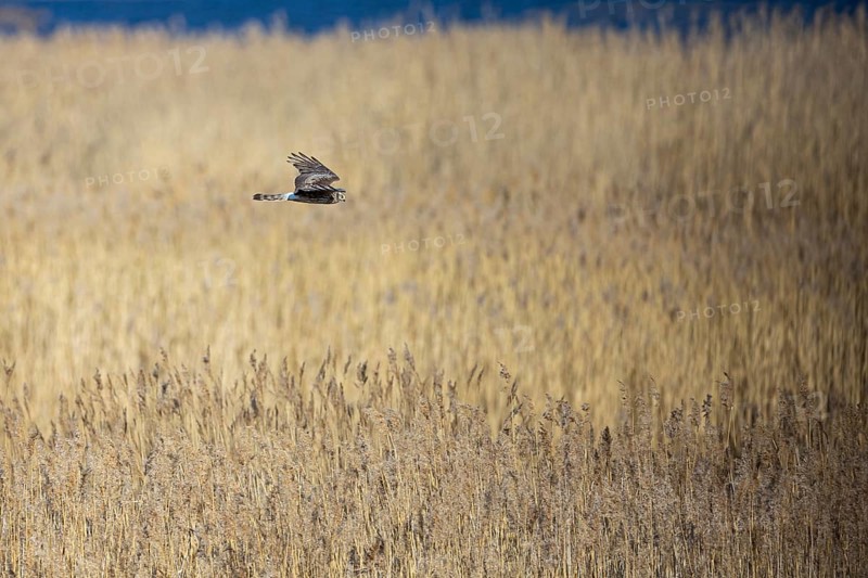 Hen harrier