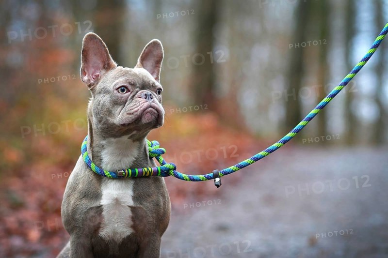 Beautiful rare colored lilac brindle female French Bulldog dog with light amber eyes and handmade plaited collar and leash