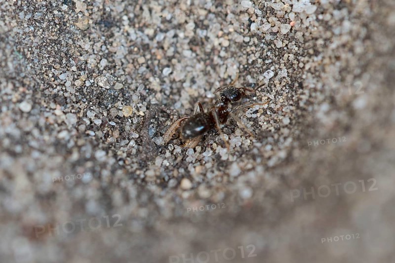 European ant lion