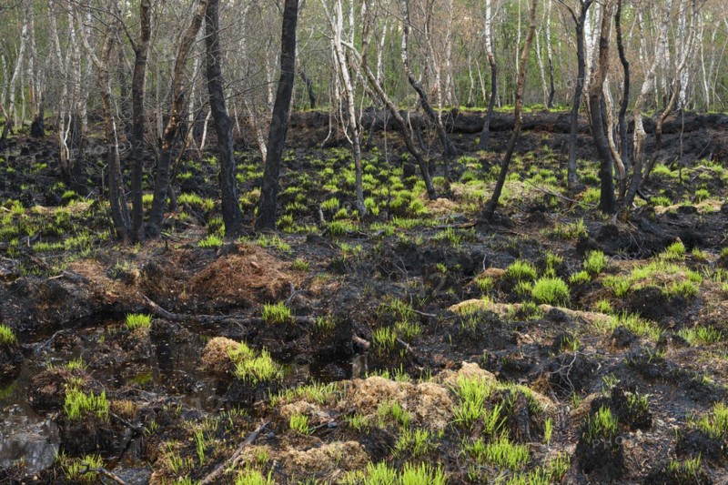 Moor fire
