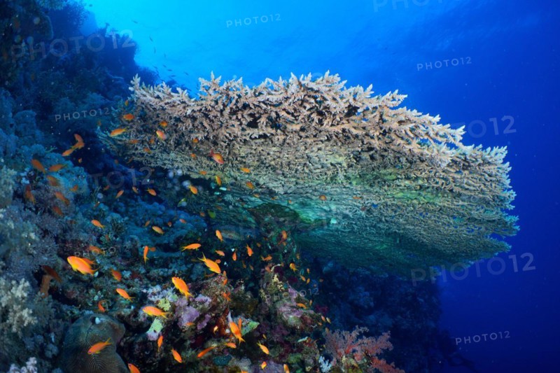 Pharaoh's antler coral