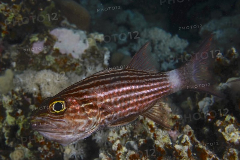 Largetoothed cardinalfish