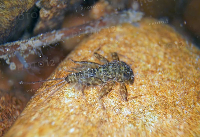 Larva of mayfly larva of veinlet