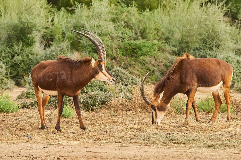 Sable antelope