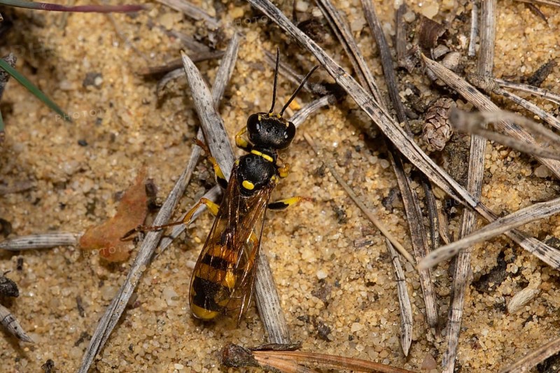 Fecal wasp sitting on sandy soil looking up from behind