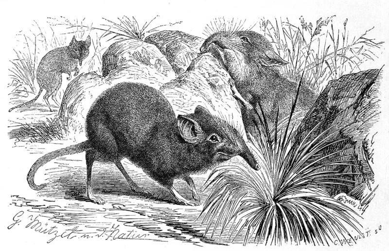 Bushveld elephant shrew