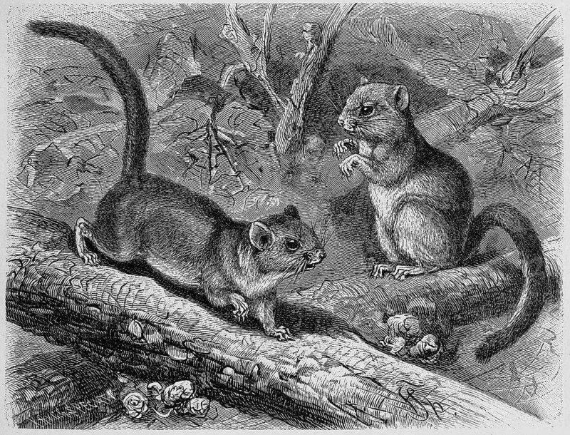 Hazel dormouse