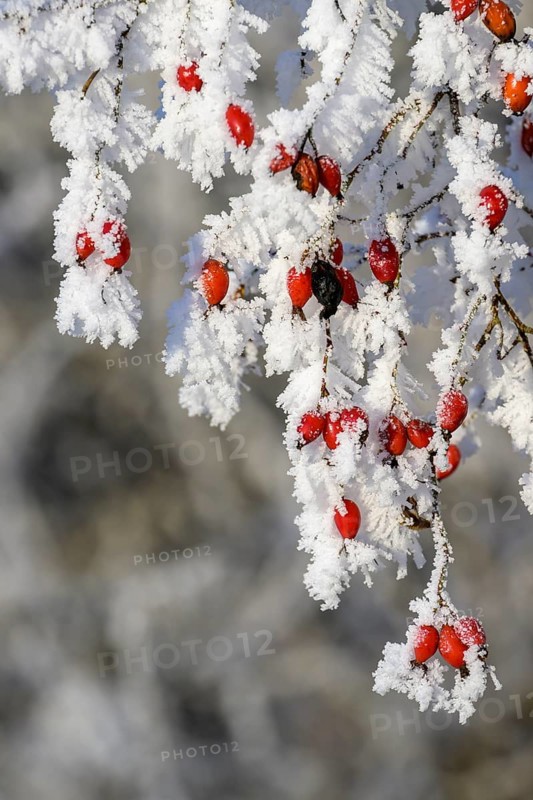 Rosehips
