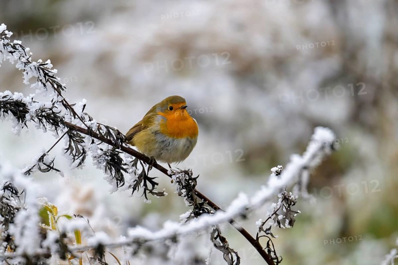 European robin