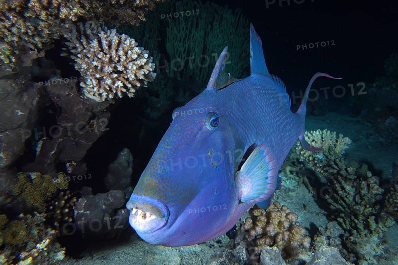 Portrait of blue triggerfish