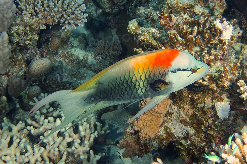 Sling-jaw wrasse