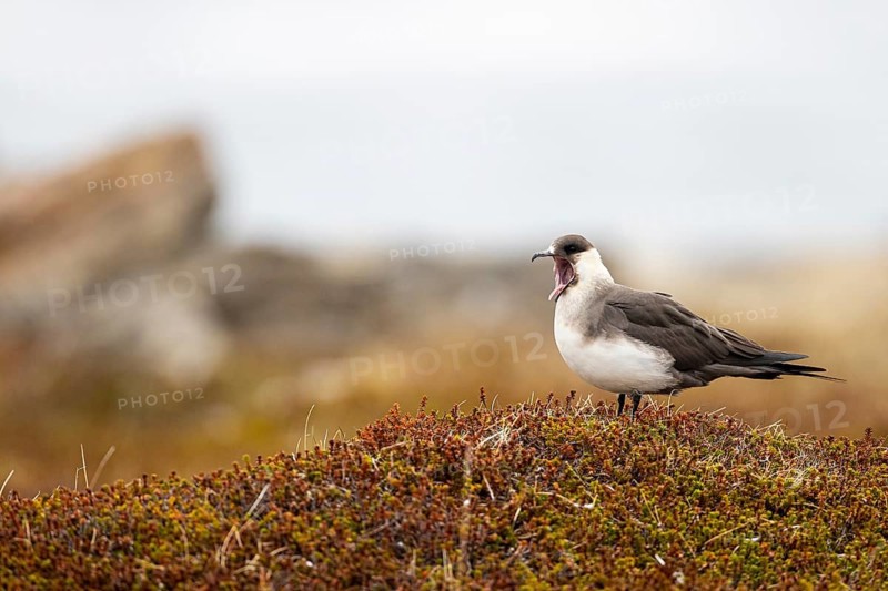 Arctic skua