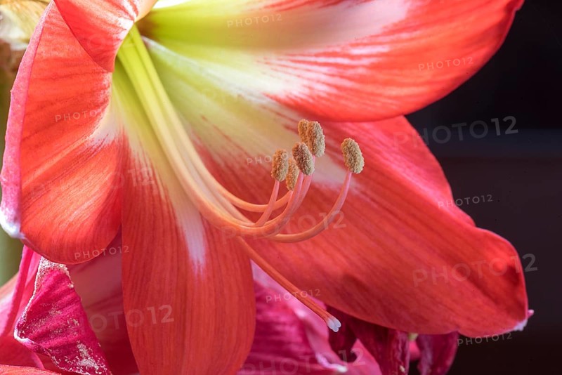 Stamens of the knight star