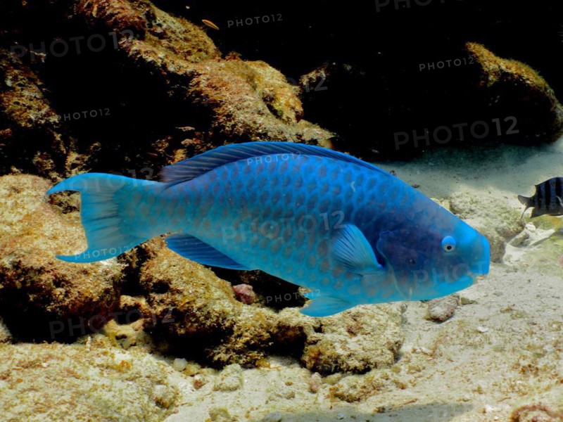 Blue parrotfish