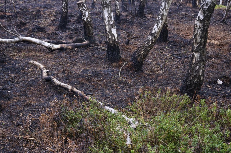 Moor fire
