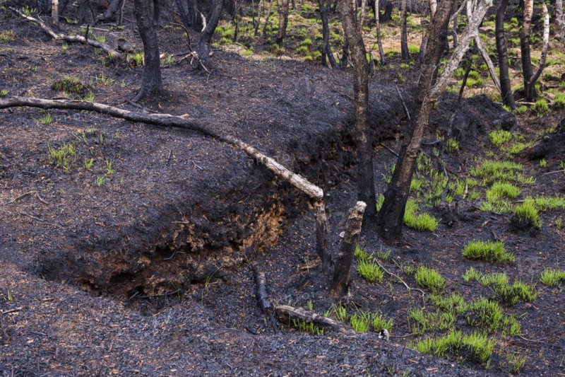Moor fire