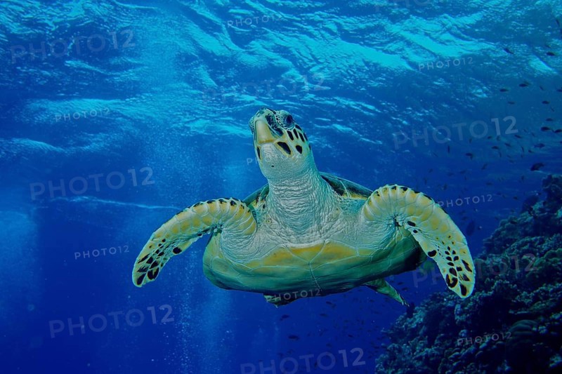 Hawksbill sea turtle