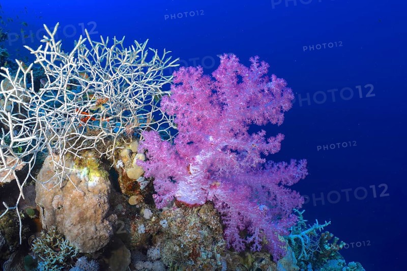 Hemprich's tree coral