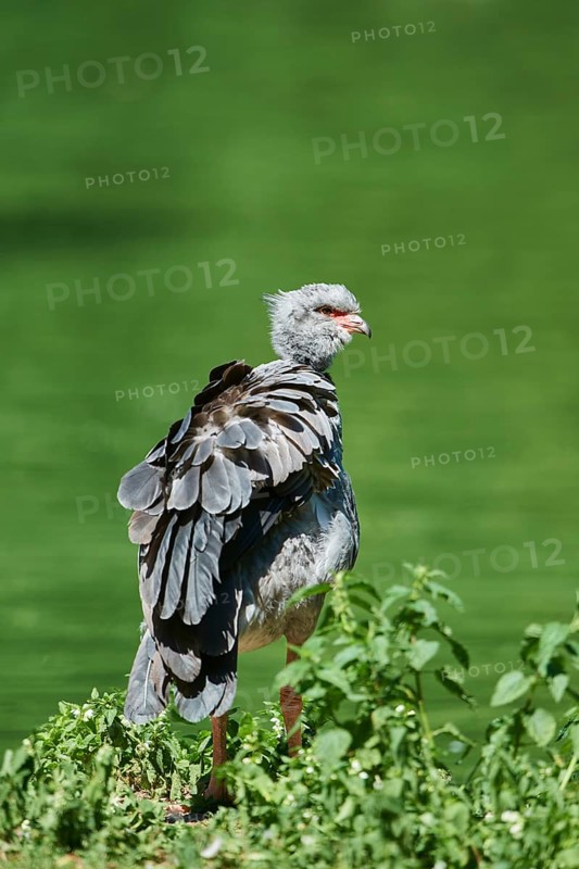 Southern screamer