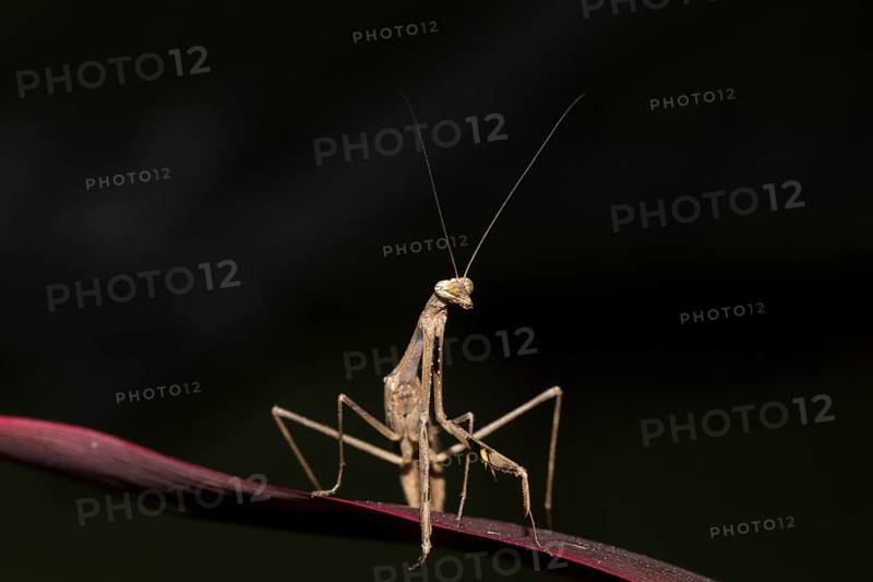 Asian jumping mantis