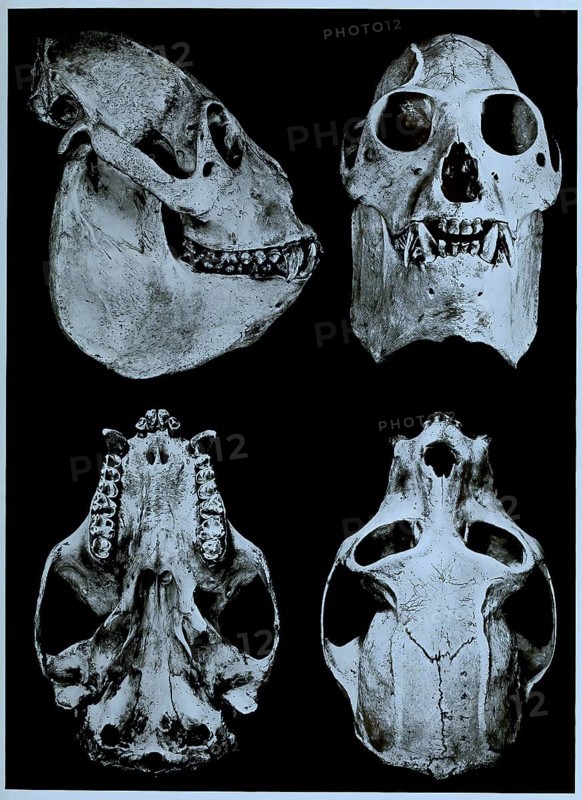 Skull bone