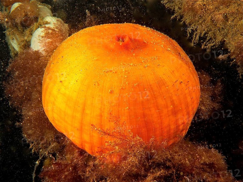Closed clonal plumose anemone