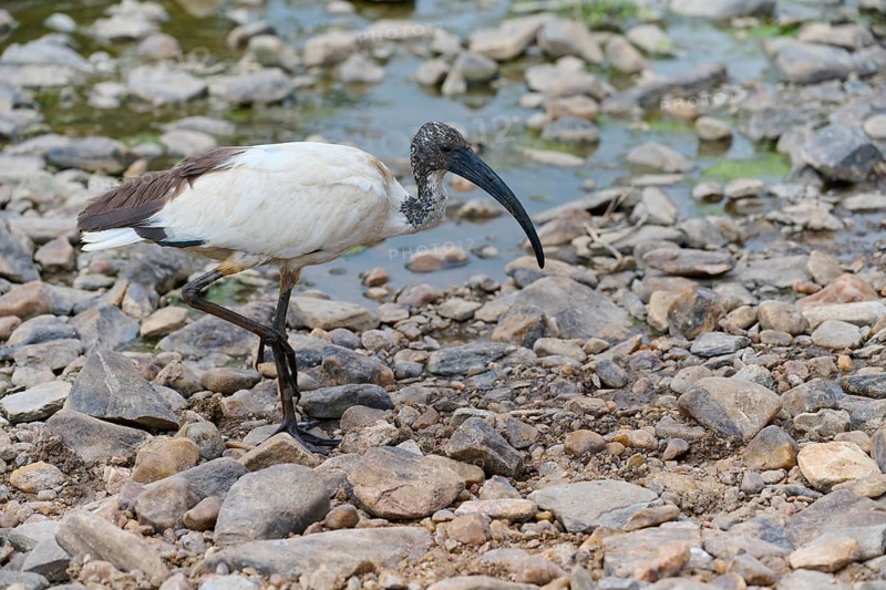 African Sacred Ibis