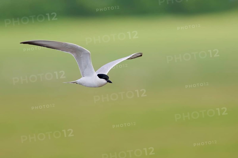 Gull-billed tern