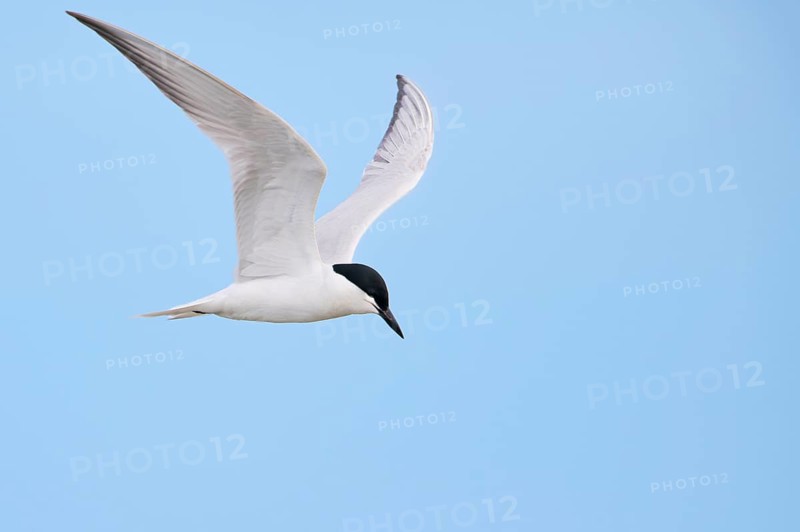 Gull-billed tern