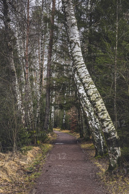 Footpath in the Schwenninger moss nature reserve