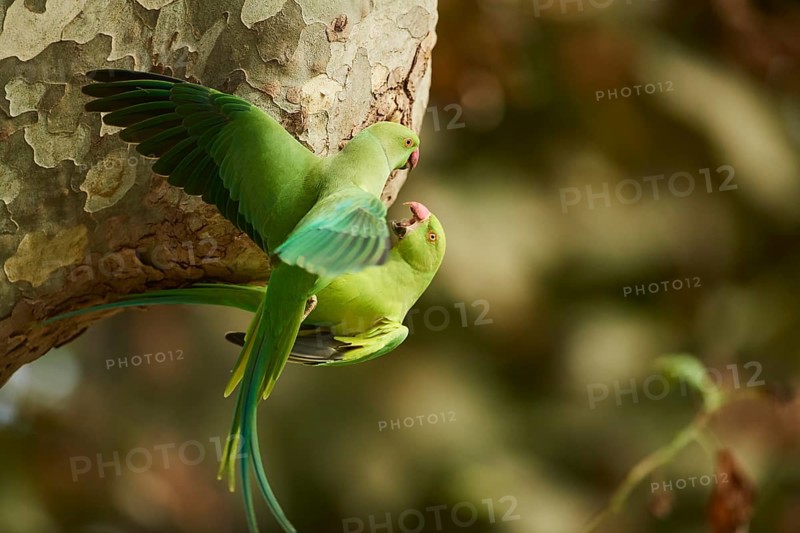 Monk parakeet