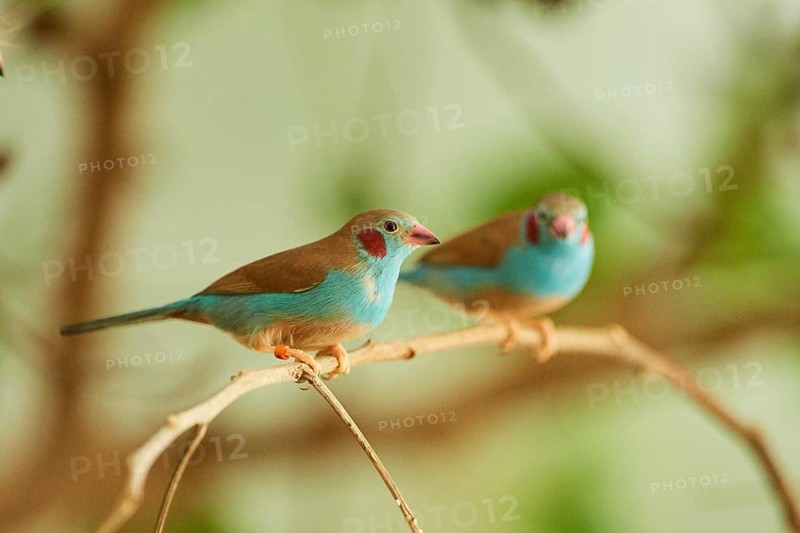 Red-cheeked cordonbleu
