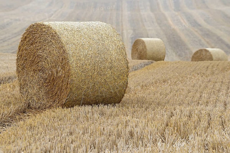 Grain field